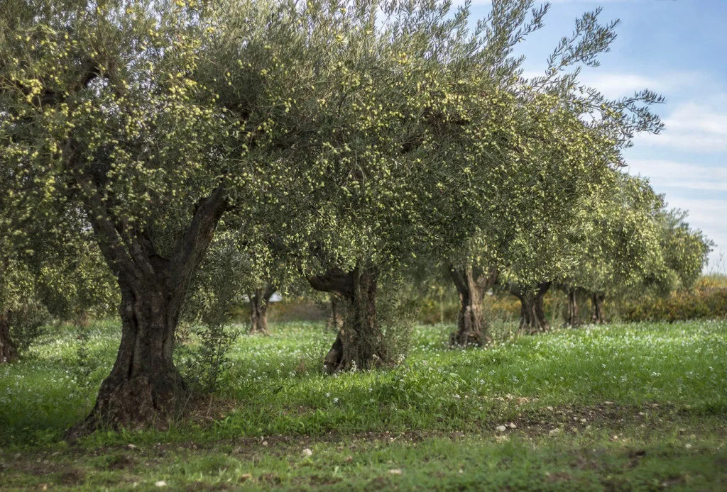 Oliveto secolare nelle campagne di Ribera